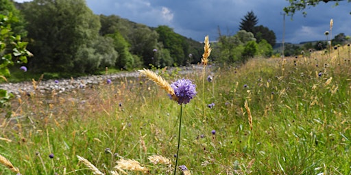 Surveying Broken-belted bumblebees & Small scabious mining bee at Glenlivet