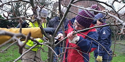 Winter Fruit Tree Pruning at Western Flatts Cliff Park