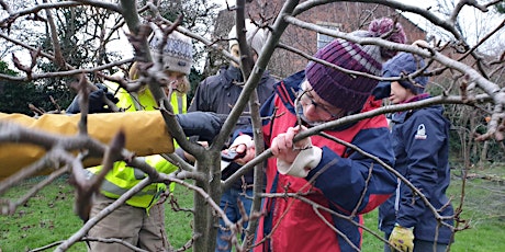 Winter Fruit Tree Pruning at Western Flatts Cliff Park