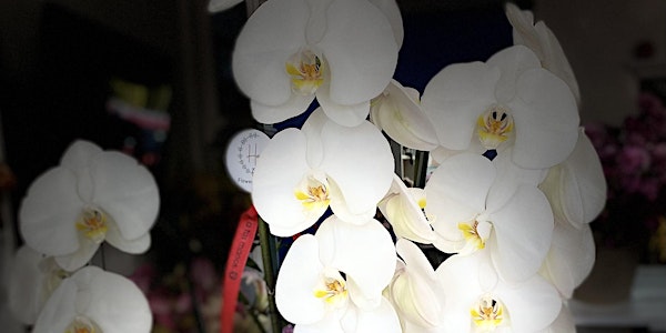 Taller de Orquídeas ( renovación de corteza)