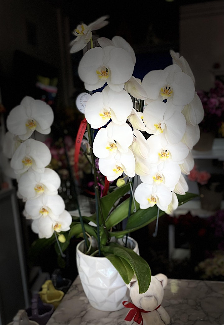 Imagen de Taller de Orquídeas ( renovación de corteza)