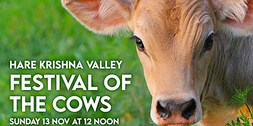 Festival of the Cows!