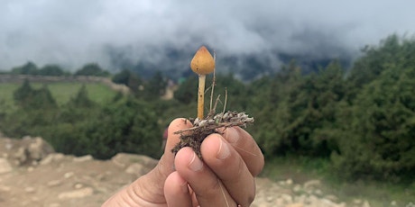 Look Down Not Up: The First Ever Mushroom Trek to Everest Base Camp