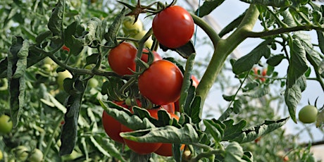 WEBINAR - Growing tomatoes: how to plant and care for tomato plants?
