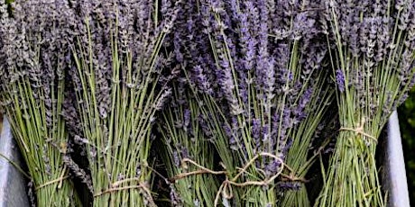 Lavender Pruning at Ham House primary image