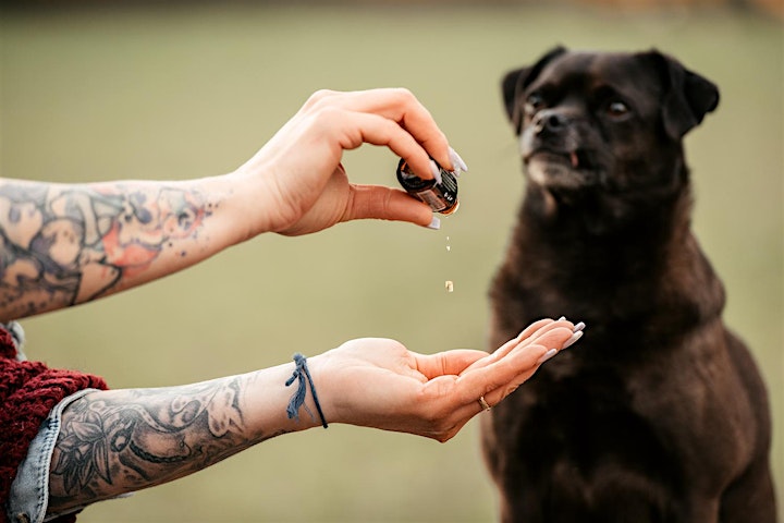 Animal Essential Touch Methode - Zertifizierungskurs Hunde: Bild 