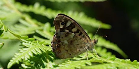 Guided Walk: Three Heaths primary image