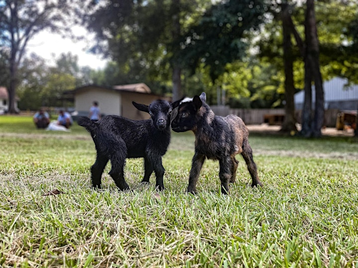 Yoga With Baby Goats image