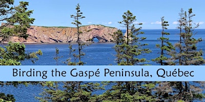 Birding the Gaspé Peninsula