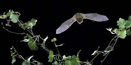 Bat walk - Farthing Downs