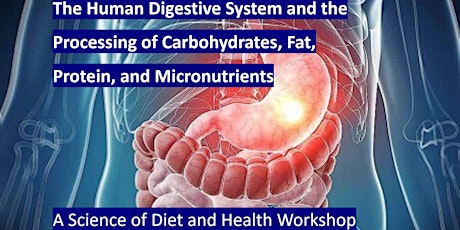 The Digestive System and Its Relationship to Health primary image