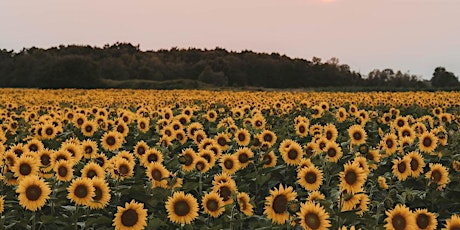 Sunflower Fields of Markham General Admission - Adult