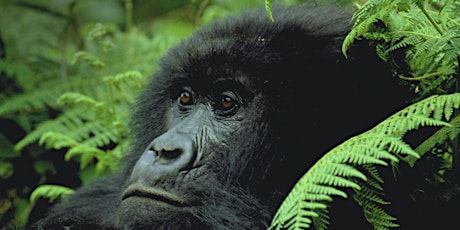 Gorillas to Grizzlies: A Conservation Journey primary image