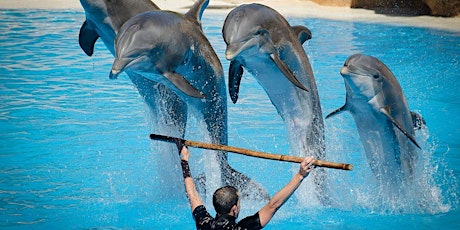 Dolphin show Kemer, Antalya