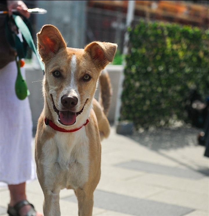 RIVERSIDE COMMON SUNDAYS: Dog Lovers' Market image