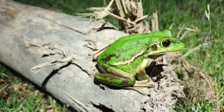 Fascinating Frogs and How to Find Them