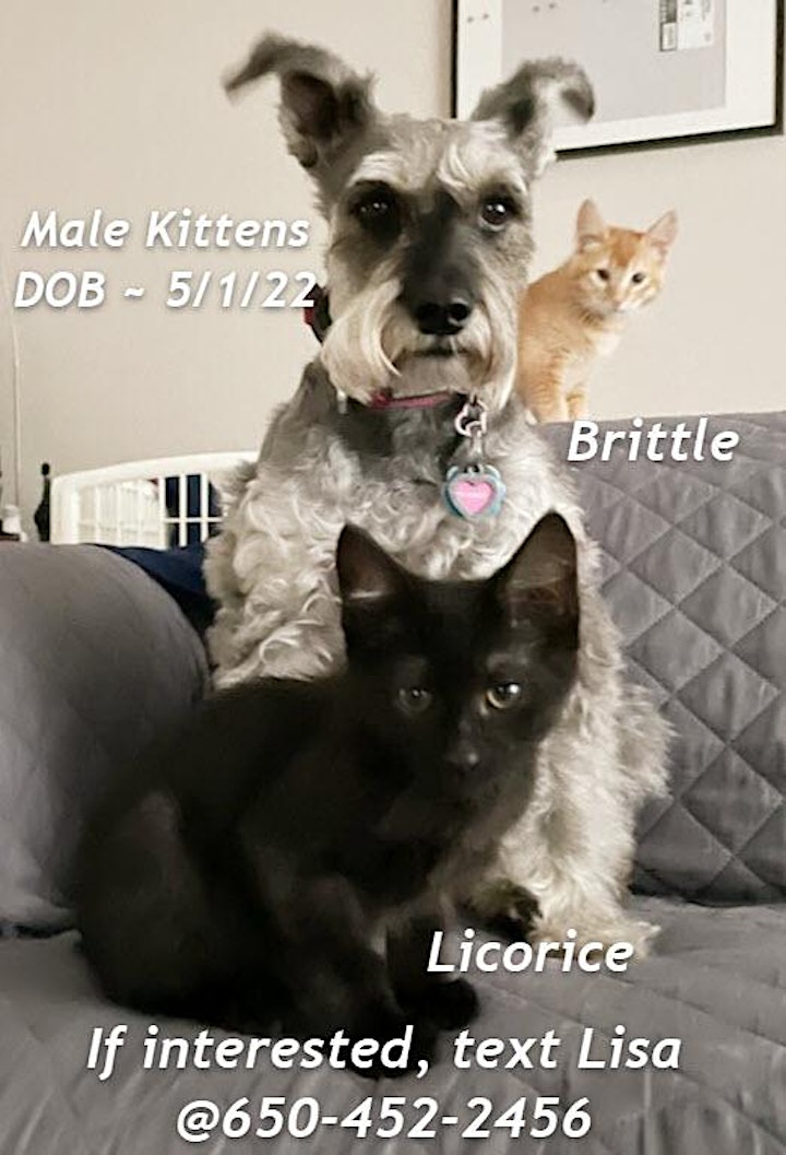 San Mateo Pet Club Cat / Kitten Adoption Fair Sunday, Oct. 30, 12 to 3 pm image
