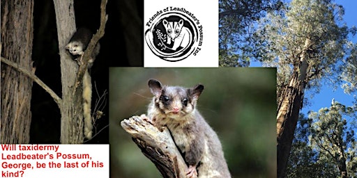 Extinction crisis: What models say for Greater Glider & Leadbeater's Possum