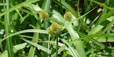 Wakefield Park with the Grass Bunch primary image