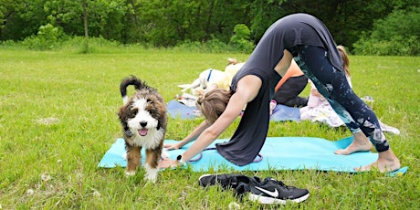 Dog Yoga by Chicago Pet Club Fitness