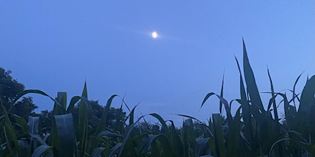 Sunset Corn Maze Yoga