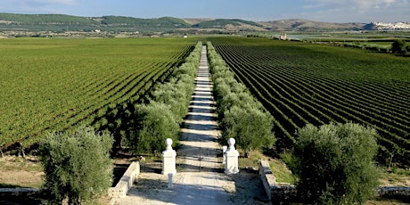 Discover Tormaresca's winery during a unique wine tasting primary image