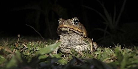 Imagem principal do evento Toads as big as your head! Cane toads in Florida