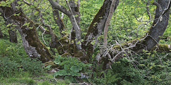 Ash Tree ID Course: Shorne Woods