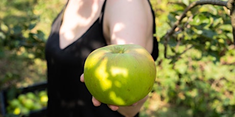 Wellbeing Apple Harvest at Royal National Orthopaedic Hospital