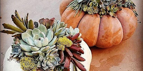 BYOB Succulent Pumpkin Happy Hour - FRISCO