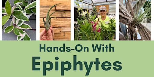 Hands-On with  Epiphytes