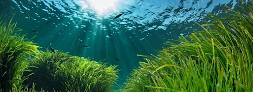 Collection image for NaturallyGC Kids Seagrass Meadows