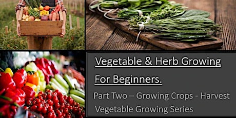 Vegetable & Herb Growing for Beginners -  Part Two