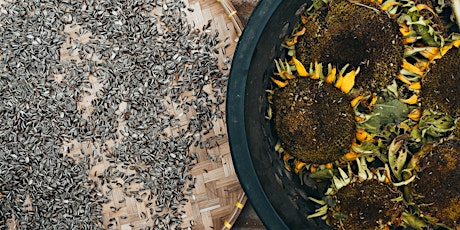 Beginners guide to seed saving