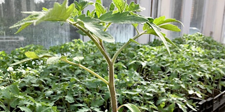 Growing  vigorous, tasty tomatoes from seed