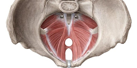 Hauptbild für Pelvic Diaphragm in Movement