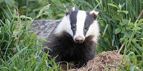 Scottish Badgers Virtual Conference, Saturday 8th October 22, 10am - 4.15pm