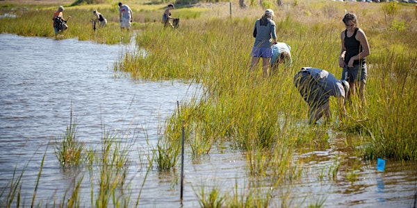 Blue is the New Green: Including Coastal Wetlands in Sustainability Plannin...