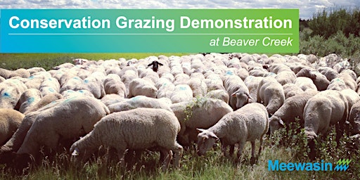Sheep Grazing Demonstrations at Beaver Creek Conservation Area