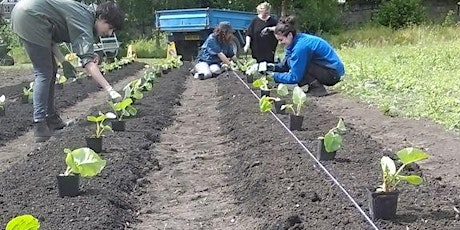 Market Garden course: horticultural skills for small scale market gardens  primary image