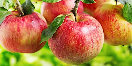 SAB Bus Trip: Apple Picking primary image