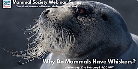 TMS Webinar - Why Do Mammals Have Whiskers? - Recording
