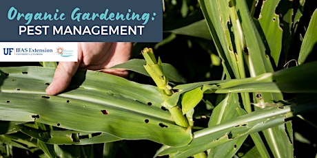 Organic Gardening Series: Pest Management