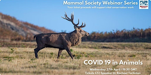 Image principale de TMS Webinar - COVID 19 in Animals - Recording