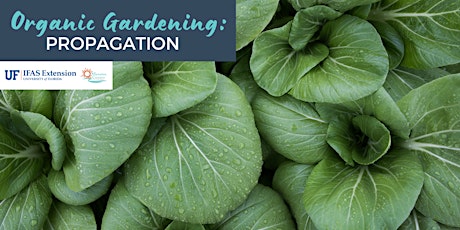 Organic Gardening Series: Propagation