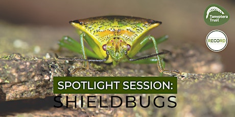 Spotlight Session - shieldbugs