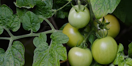 2022 Pee Dee Region 4-H Green Tomato Project