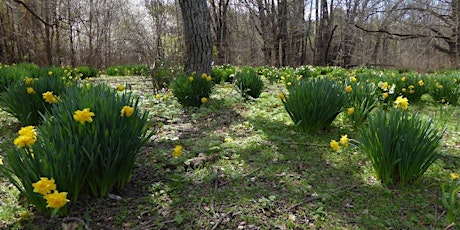 Early spring delights at Sherwood Homestead site