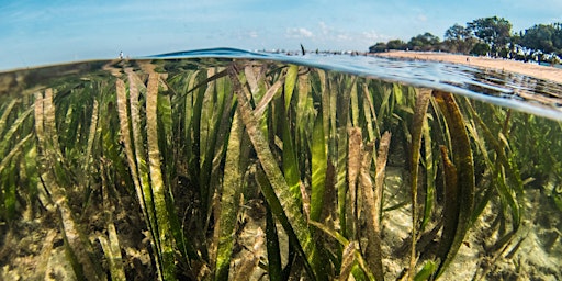 NaturallyGC Kids - Seagrass Meadows (Field) primary image