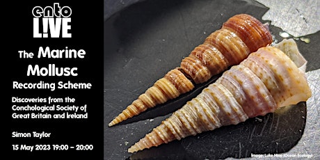 Marine Mollusc Recording Scheme: Discoveries from the Conchological Society